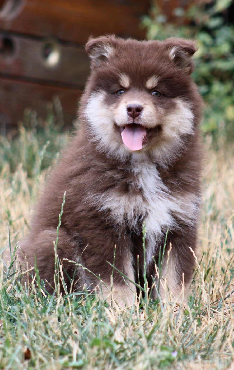 De La Vallée D'Ayme - Chiots disponibles - Chien finnois de Laponie