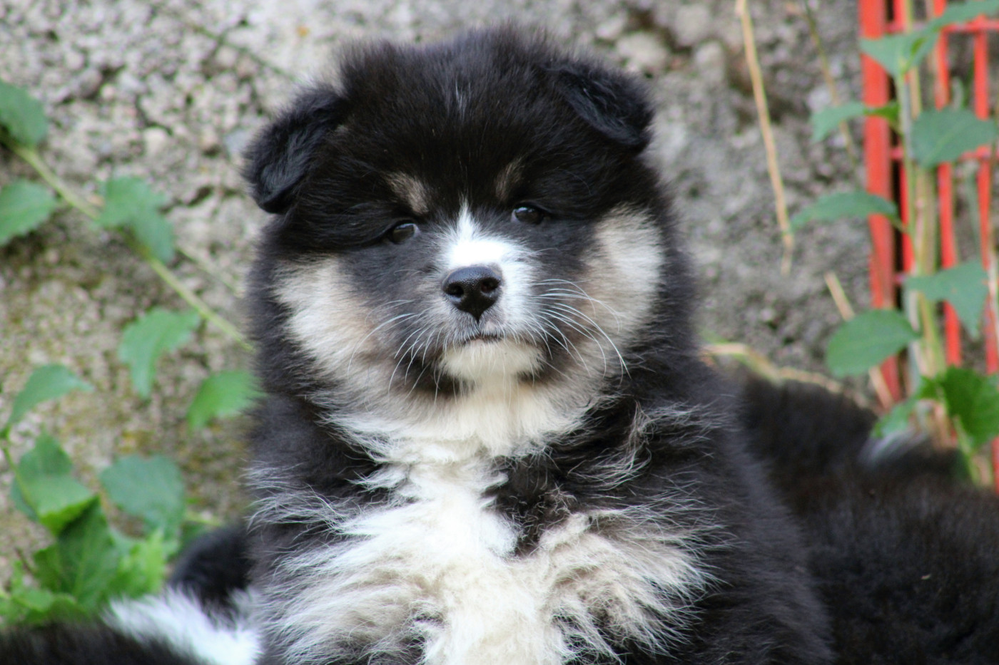 De La Vallée D'Ayme - Chiots disponibles - Chien finnois de Laponie