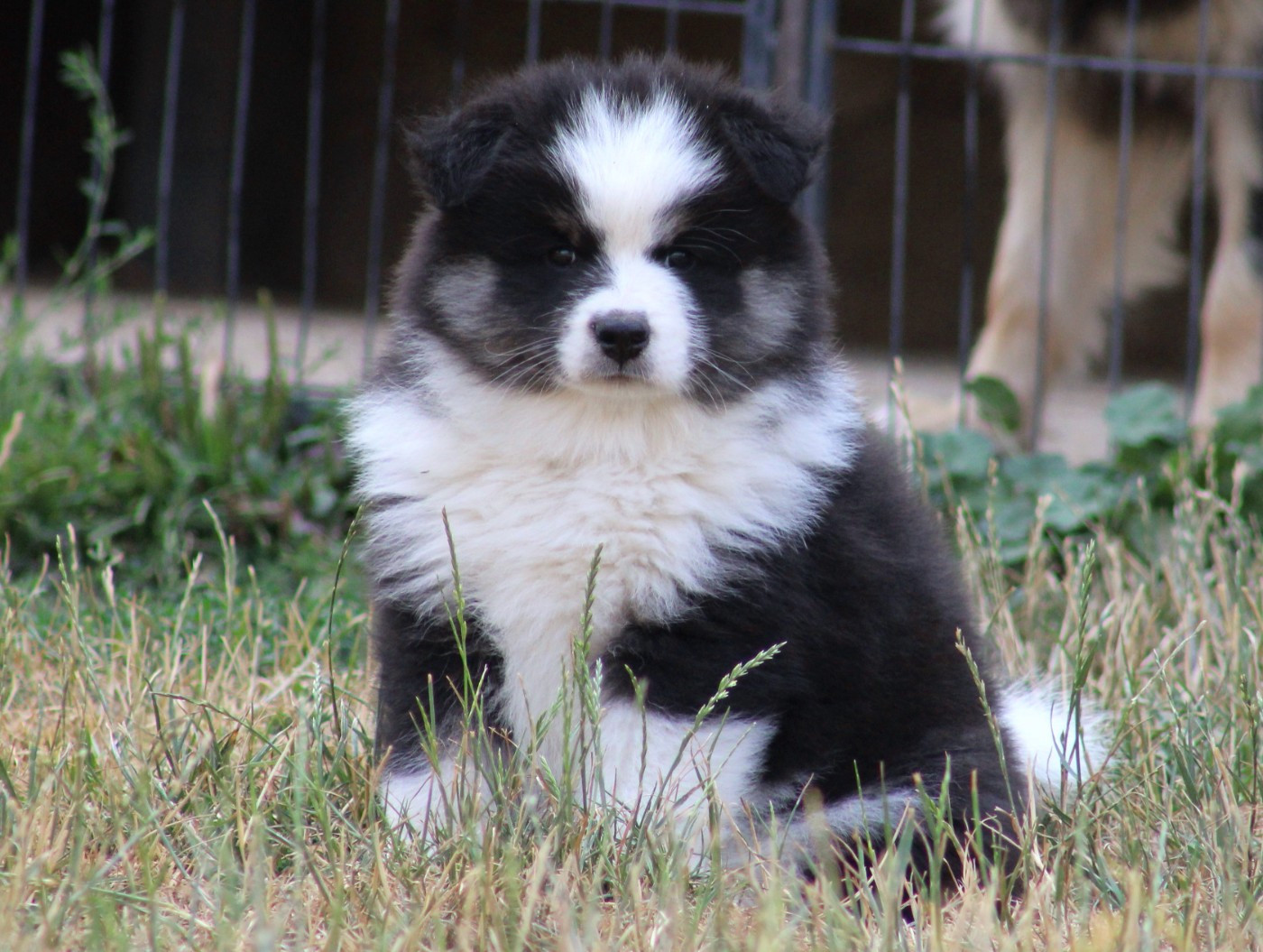 De La Vallée D'Ayme - Chiots disponibles - Chien finnois de Laponie