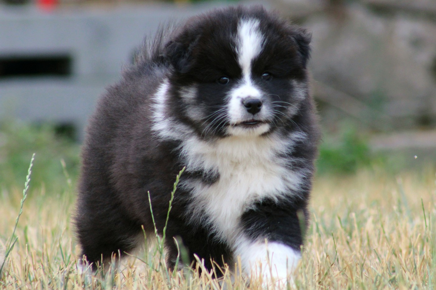 De La Vallée D'Ayme - Chiots disponibles - Chien finnois de Laponie