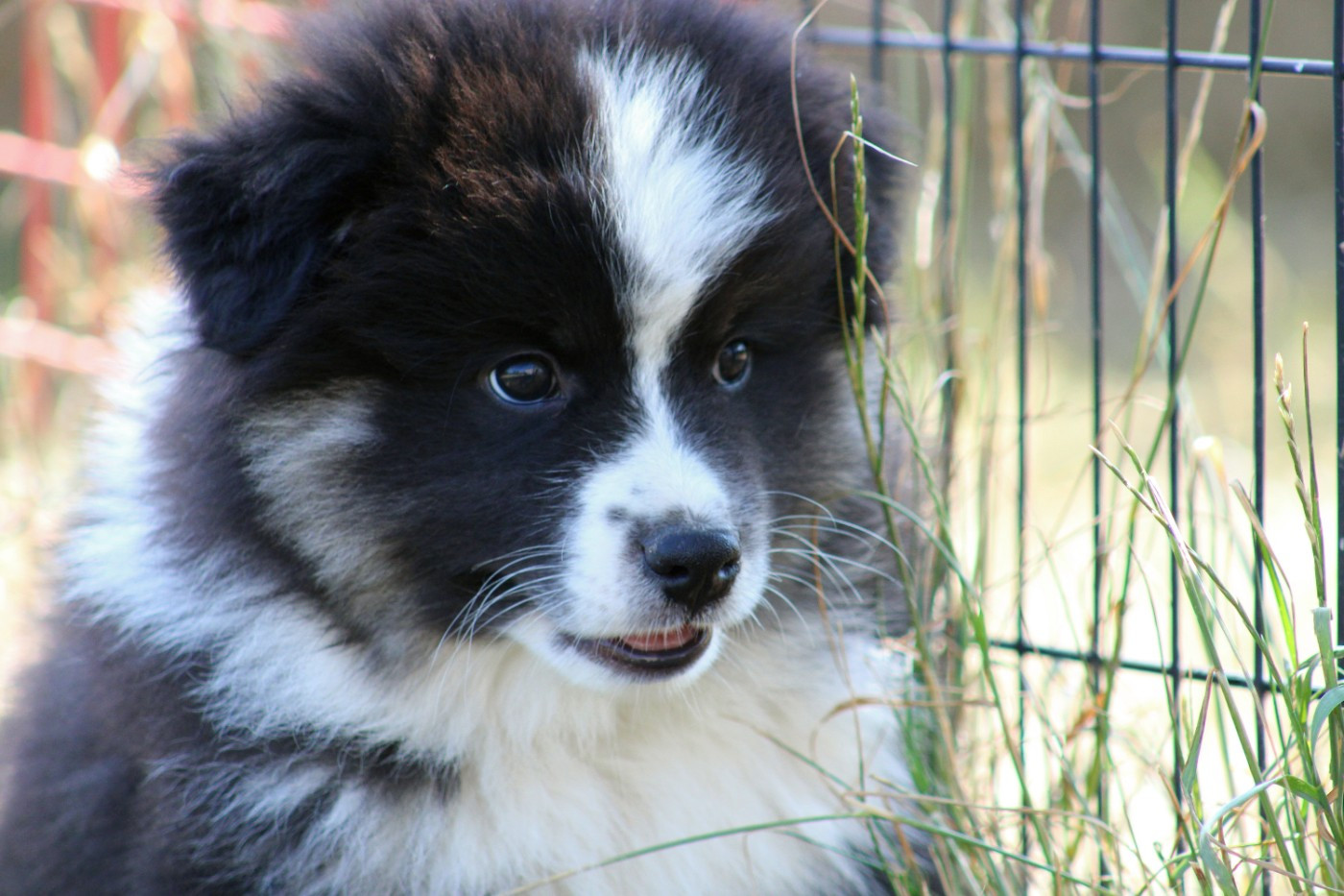 De La Vallée D'Ayme - Chiots disponibles - Chien finnois de Laponie