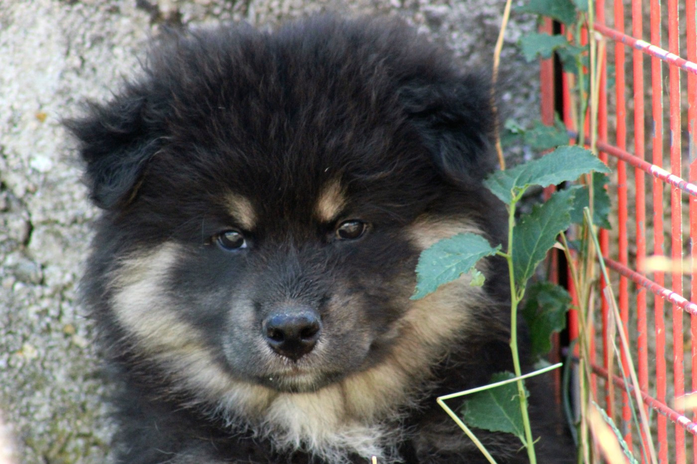 De La Vallée D'Ayme - Chiots disponibles - Chien finnois de Laponie