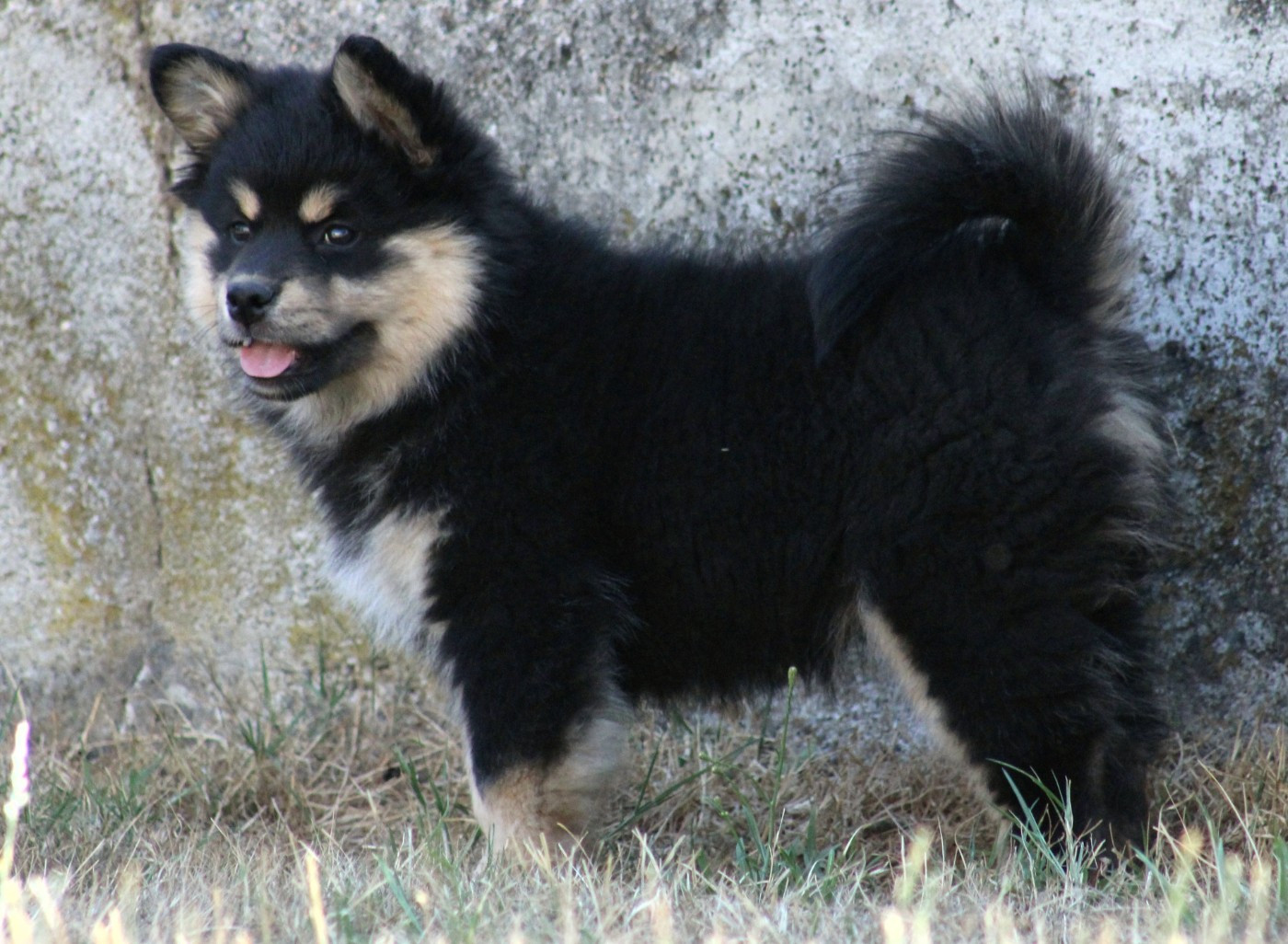 De La Vallée D'Ayme - Chiots disponibles - Chien finnois de Laponie