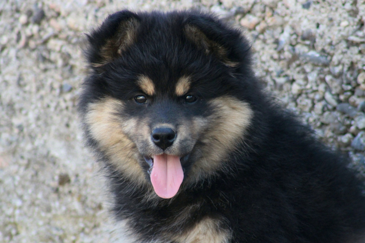 De La Vallée D'Ayme - Chiots disponibles - Chien finnois de Laponie