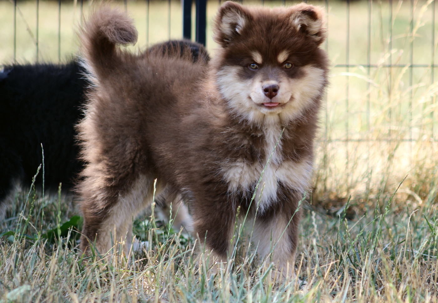 De La Vallée D'Ayme - Chiots disponibles - Chien finnois de Laponie