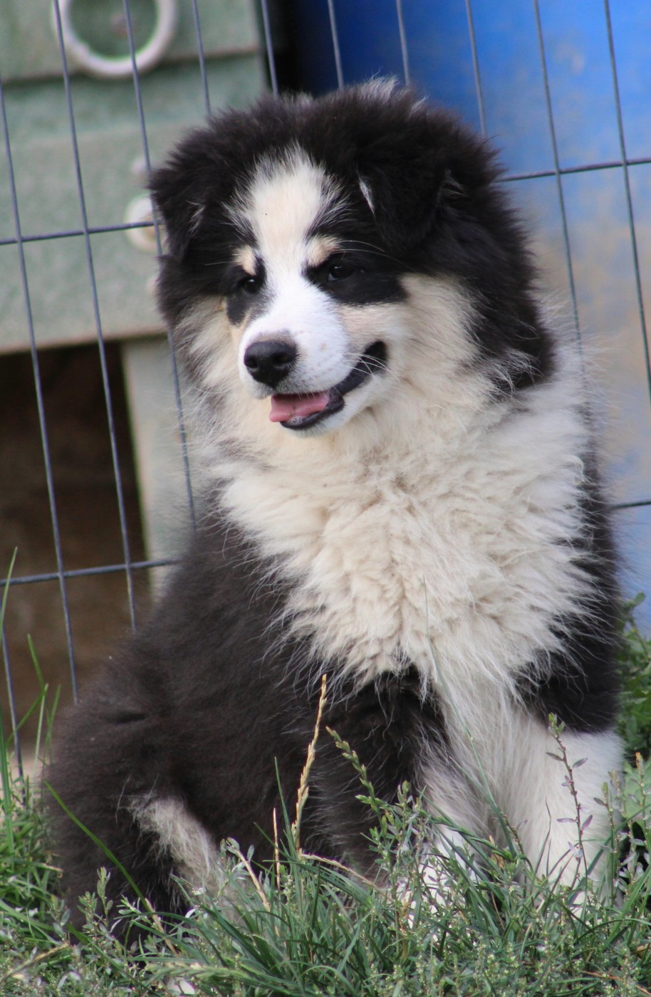 De La Vallée D'Ayme - Chiots disponibles - Chien finnois de Laponie