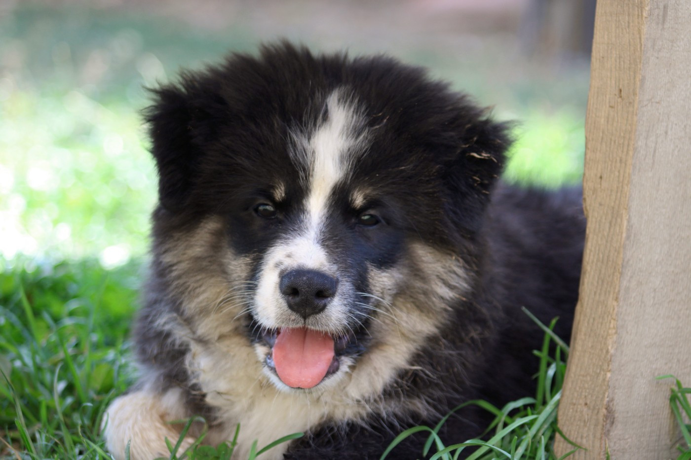 De La Vallée D'Ayme - Chiots disponibles - Chien finnois de Laponie