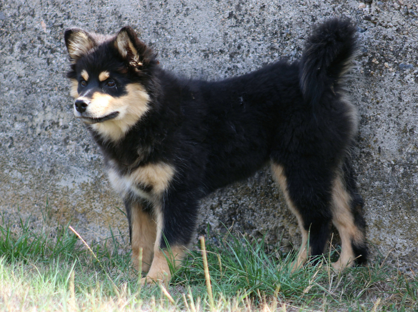 De La Vallée D'Ayme - Chiots disponibles - Chien finnois de Laponie