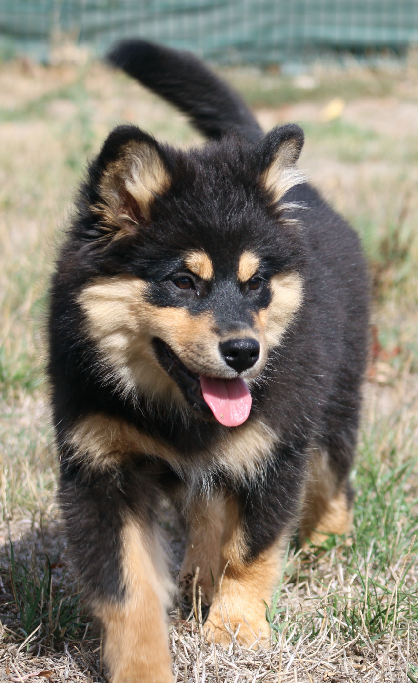 De La Vallée D'Ayme - Chiots disponibles - Chien finnois de Laponie
