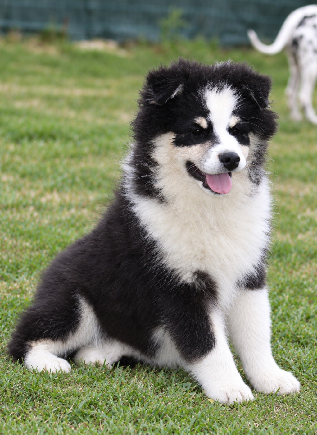 De La Vallée D'Ayme - Chiots disponibles - Chien finnois de Laponie