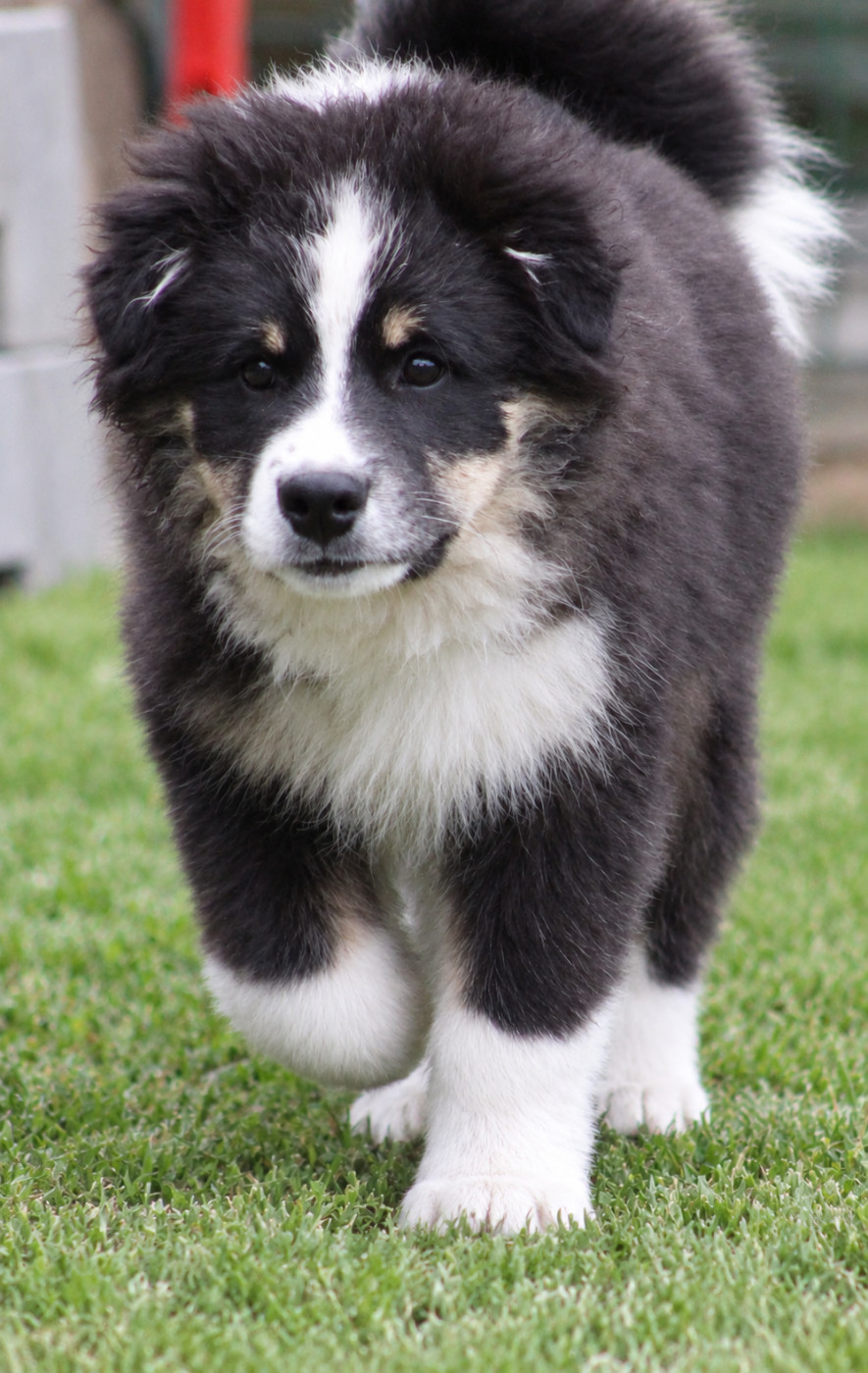 De La Vallée D'Ayme - Chiots disponibles - Chien finnois de Laponie