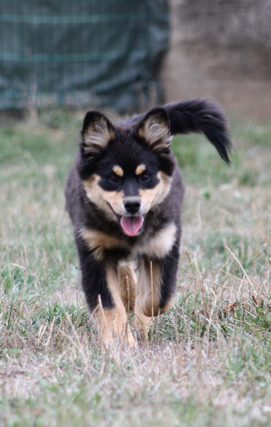 De La Vallée D'Ayme - Chiots disponibles - Chien finnois de Laponie