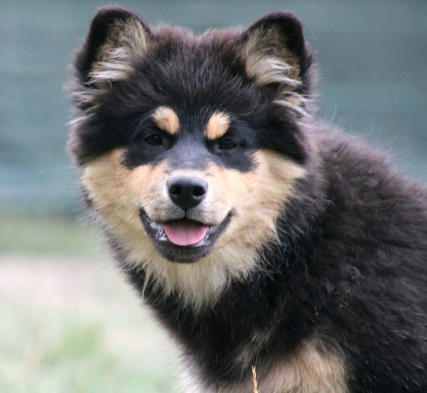 De La Vallée D'Ayme - Chiots disponibles - Chien finnois de Laponie