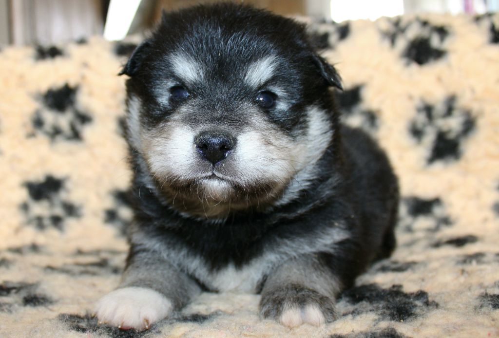 De La Vallée D'Ayme - Chiots disponibles - Chien finnois de Laponie