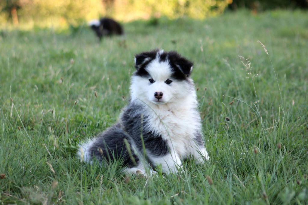 De La Vallée D'Ayme - Chiots disponibles - Chien finnois de Laponie