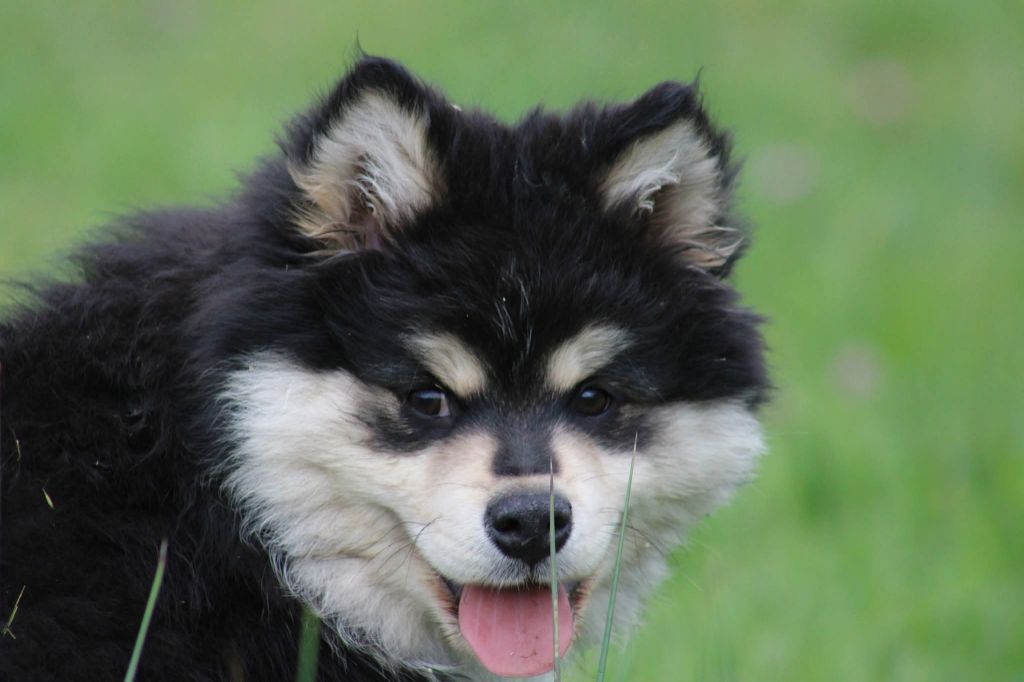 De La Vallée D'Ayme - Chiots disponibles - Chien finnois de Laponie