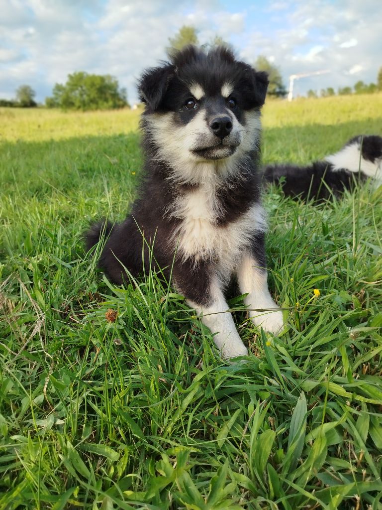 De La Vallée D'Ayme - Chiots disponibles - Chien finnois de Laponie