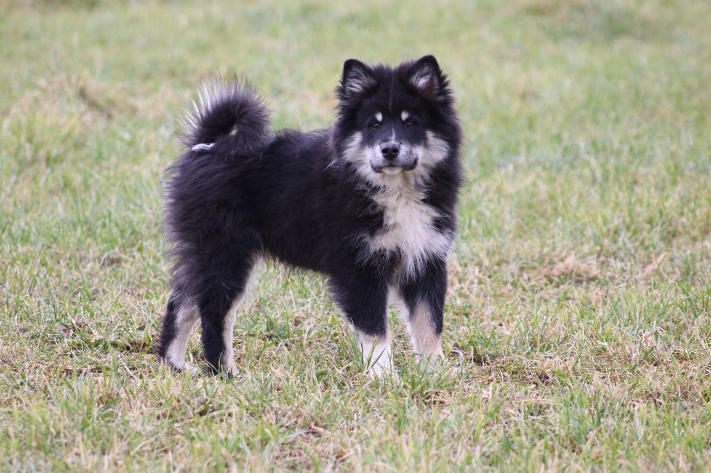 De La Vallée D'Ayme - Chiots disponibles - Chien finnois de Laponie