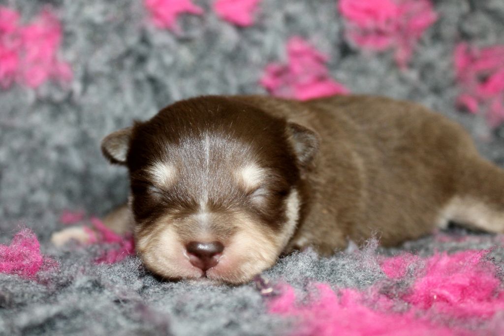 De La Vallée D'Ayme - Chiots disponibles - Chien finnois de Laponie