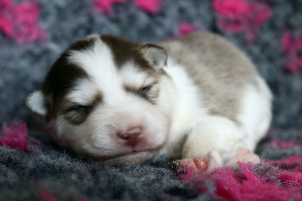 De La Vallée D'Ayme - Chiots disponibles - Chien finnois de Laponie