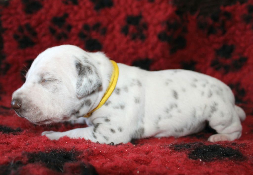 De La Vallée D'Ayme - Chiots disponibles - Dalmatien