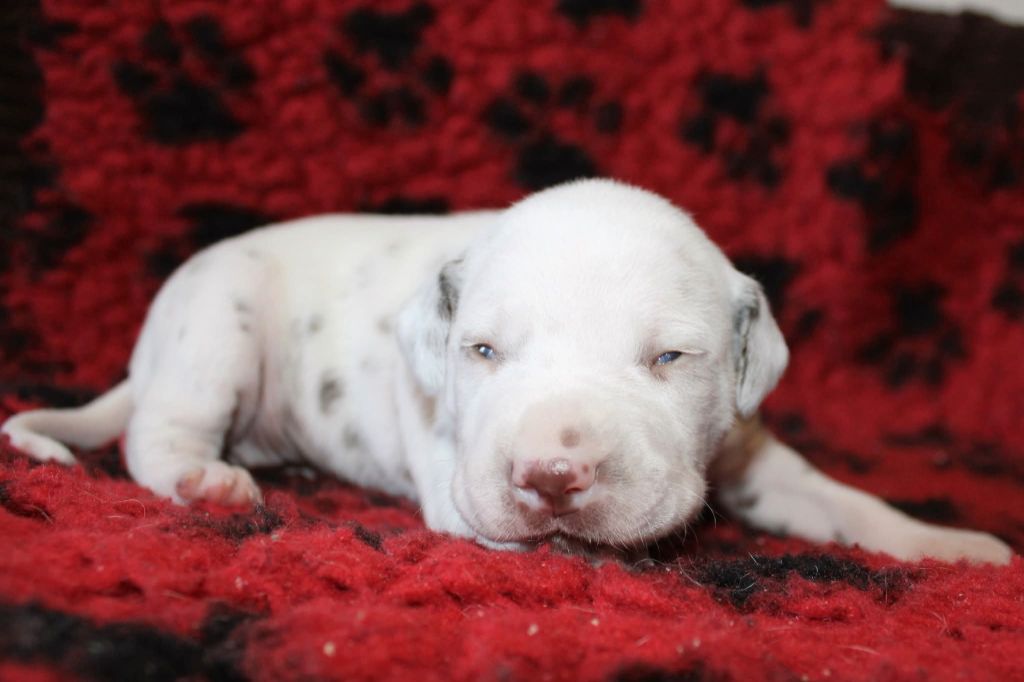 De La Vallée D'Ayme - Chiots disponibles - Dalmatien