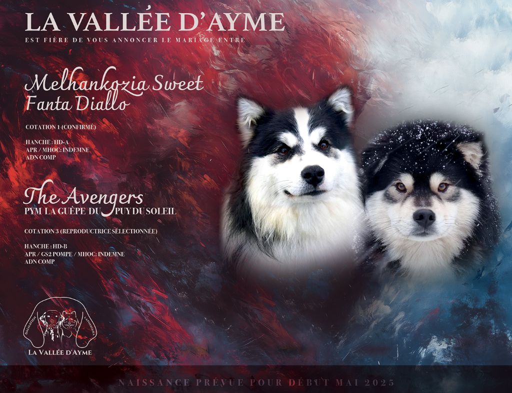 De La Vallée D'Ayme - Chien finnois de Laponie - Portée née le 06/05/2025