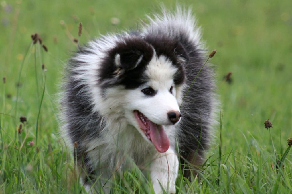 De La Vallée D'Ayme - Chiots disponibles - Chien finnois de Laponie