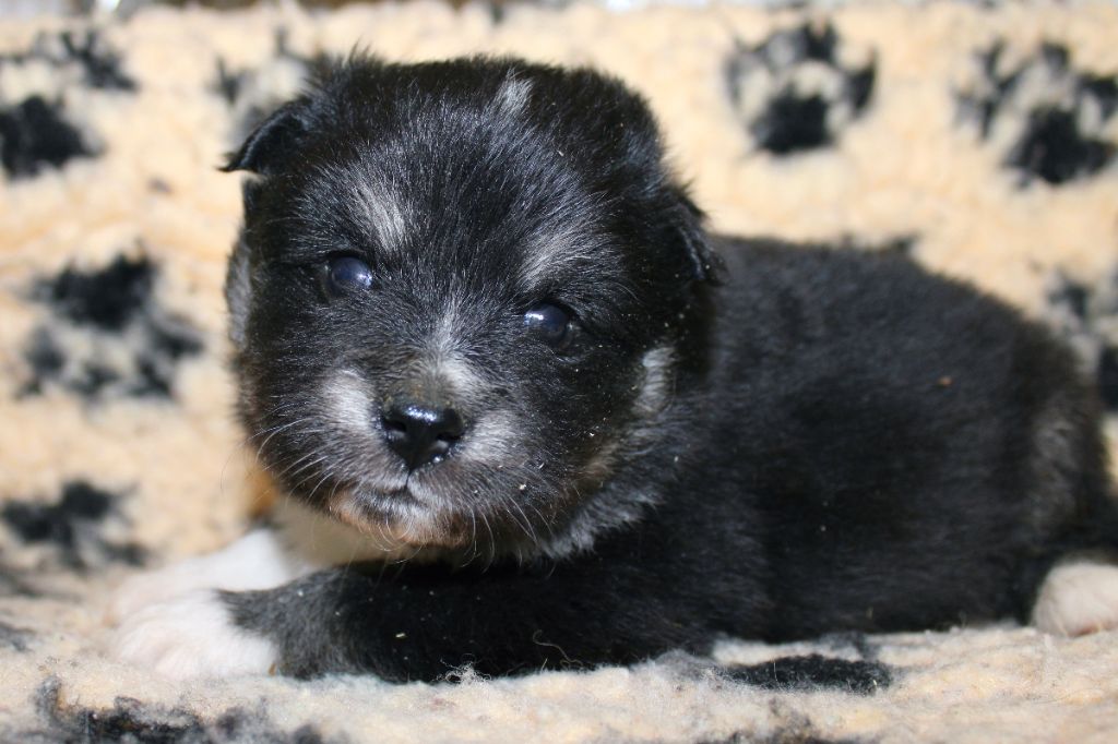De La Vallée D'Ayme - Chiots disponibles - Chien finnois de Laponie