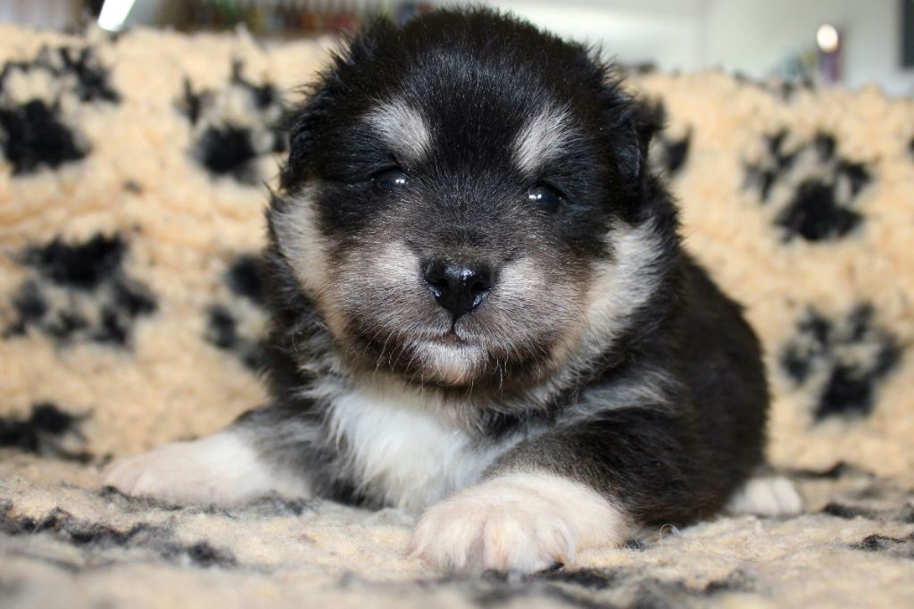 De La Vallée D'Ayme - Chiots disponibles - Chien finnois de Laponie