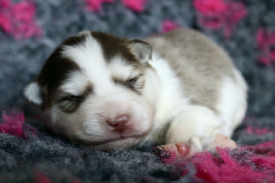 Nova