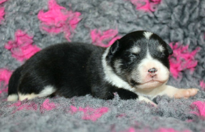 Hercule