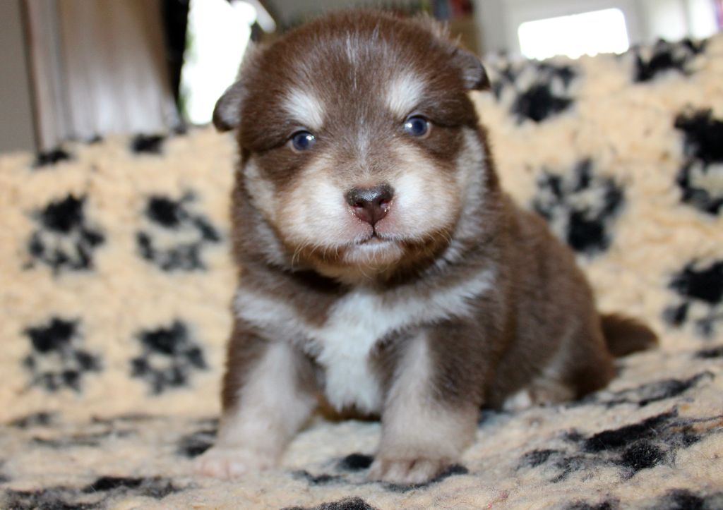 De La Vallée D'Ayme - Chiots disponibles - Chien finnois de Laponie