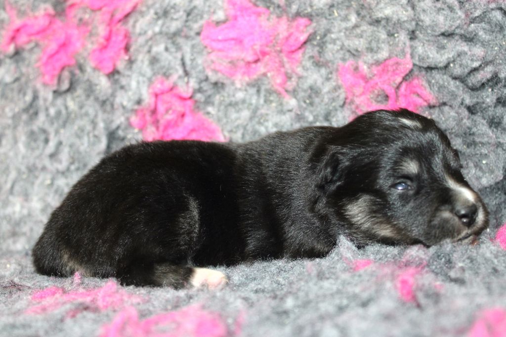 De La Vallée D'Ayme - Chiots disponibles - Chien finnois de Laponie