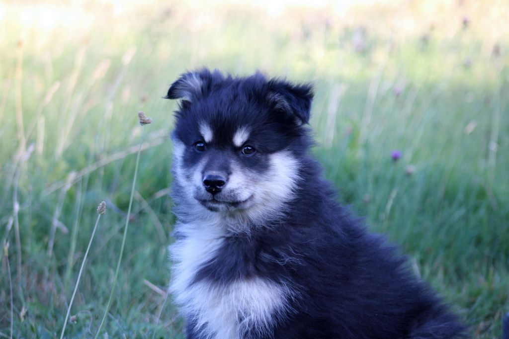 De La Vallée D'Ayme - Chiots disponibles - Chien finnois de Laponie
