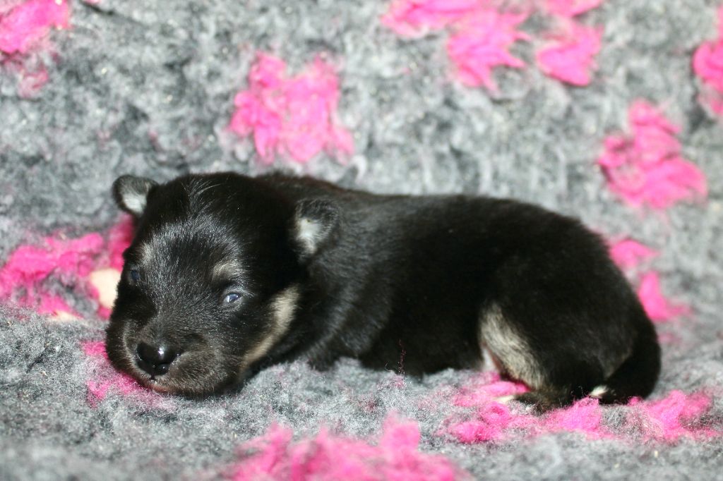De La Vallée D'Ayme - Chiots disponibles - Chien finnois de Laponie