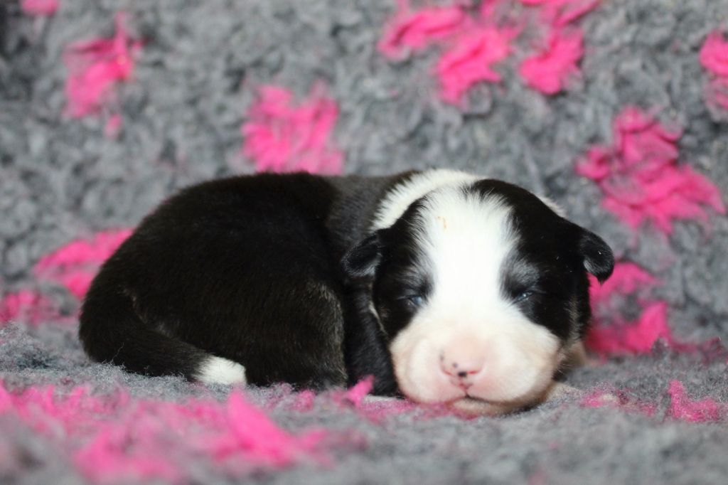 De La Vallée D'Ayme - Chiots disponibles - Chien finnois de Laponie