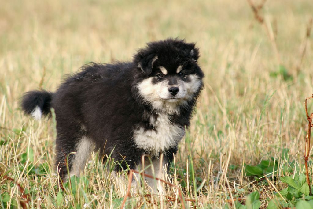 De La Vallée D'Ayme - Chiots disponibles - Chien finnois de Laponie