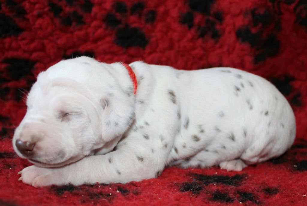 De La Vallée D'Ayme - Chiots disponibles - Dalmatien