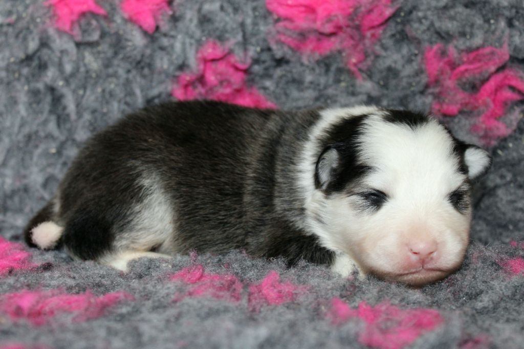 De La Vallée D'Ayme - Chiots disponibles - Chien finnois de Laponie