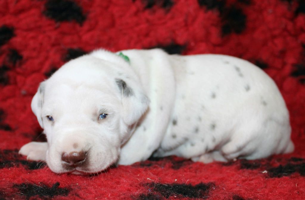 De La Vallée D'Ayme - Chiots disponibles - Dalmatien