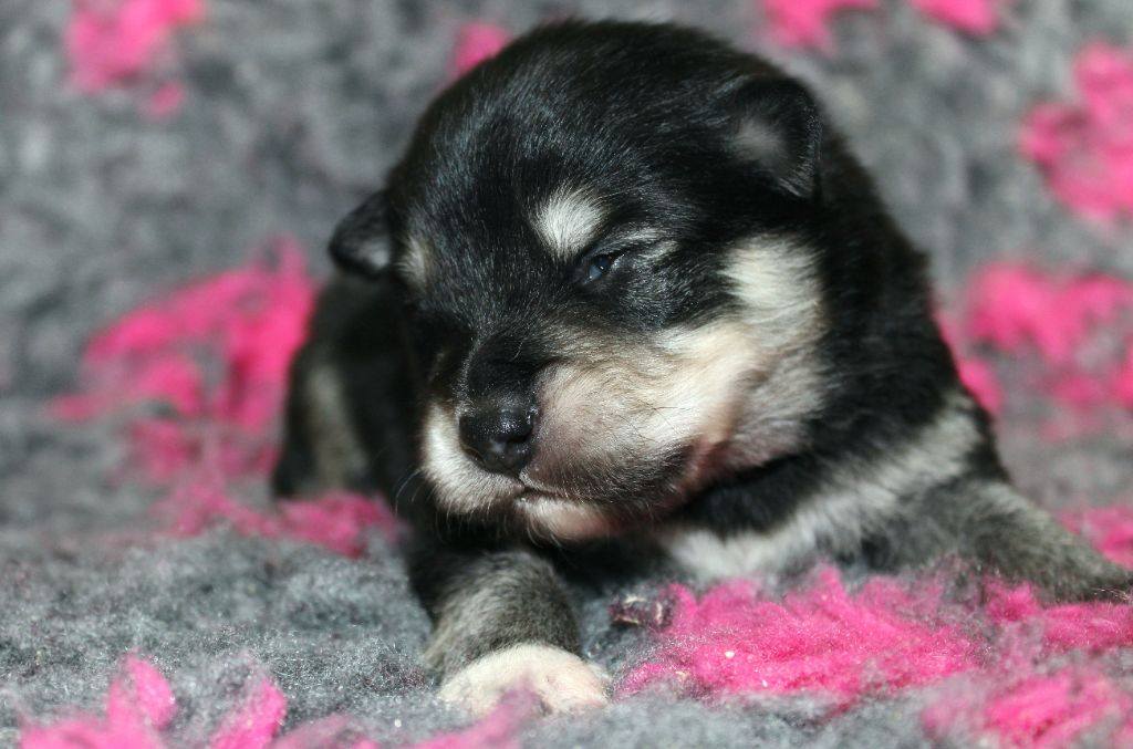 De La Vallée D'Ayme - Chiots disponibles - Chien finnois de Laponie