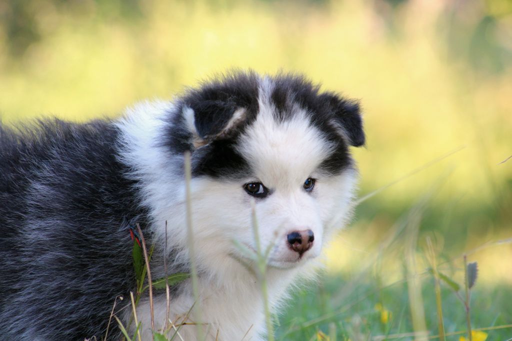 De La Vallée D'Ayme - Chiots disponibles - Chien finnois de Laponie