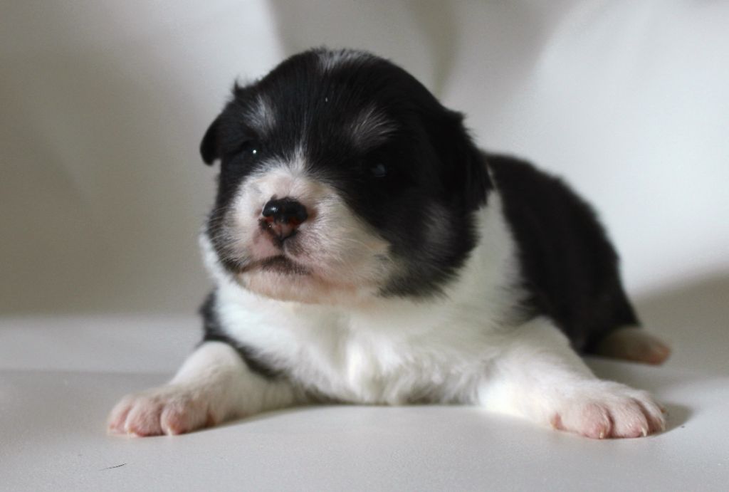 De La Vallée D'Ayme - Chiots disponibles - Chien finnois de Laponie