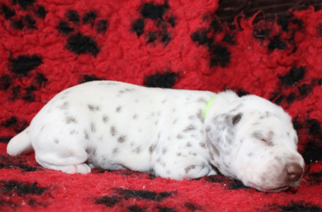 De La Vallée D'Ayme - Chiots disponibles - Dalmatien