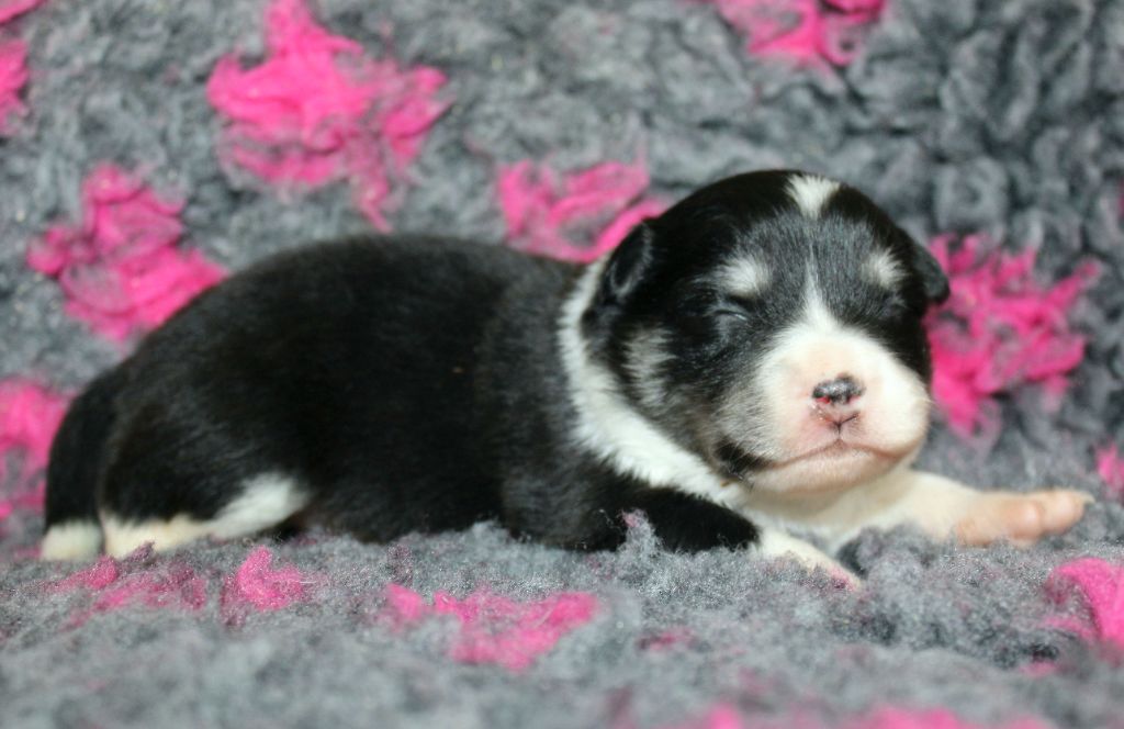De La Vallée D'Ayme - Chiots disponibles - Chien finnois de Laponie