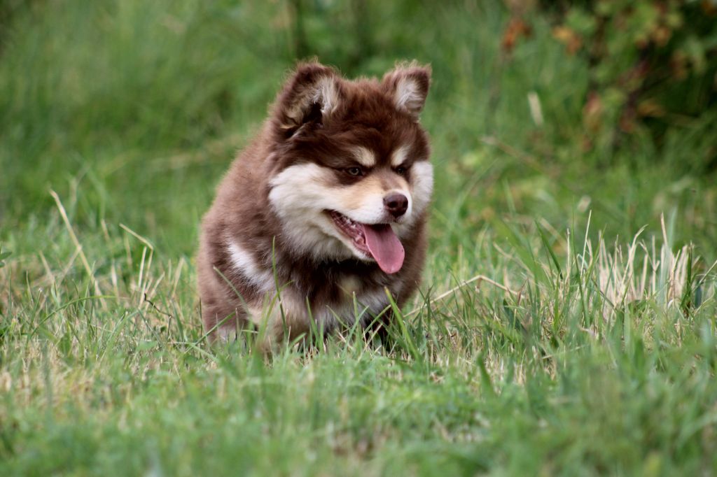 De La Vallée D'Ayme - Chien finnois de Laponie - Portée née le 05/05/2025