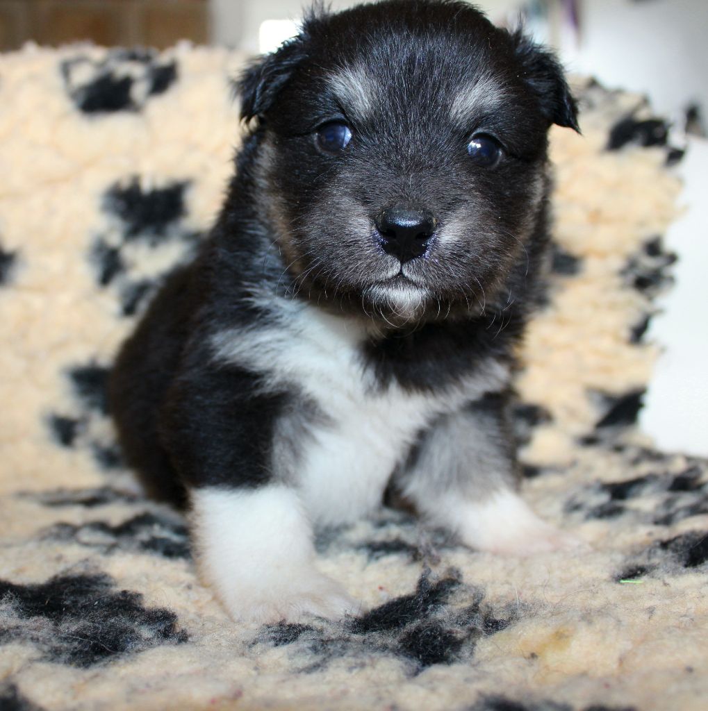 De La Vallée D'Ayme - Chiots disponibles - Chien finnois de Laponie