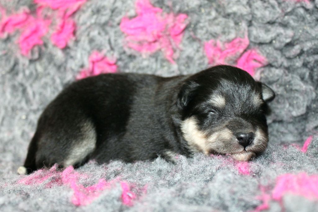 De La Vallée D'Ayme - Chiots disponibles - Chien finnois de Laponie